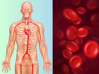 a person with blood cells and a body